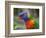 Rainbow Lorikeet, Australia-David Wall-Framed Photographic Print