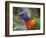 Rainbow Lorikeet, Australia-David Wall-Framed Photographic Print