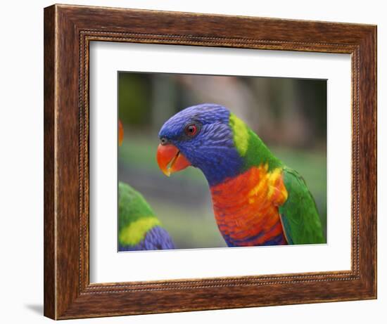 Rainbow Lorikeet, Australia-David Wall-Framed Photographic Print