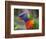 Rainbow Lorikeet, Australia-David Wall-Framed Photographic Print