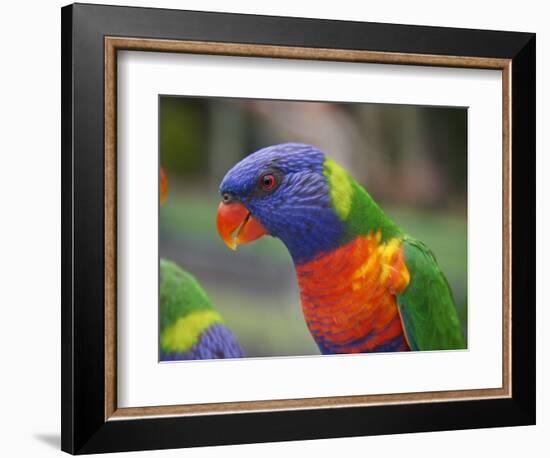 Rainbow Lorikeet, Australia-David Wall-Framed Photographic Print