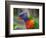 Rainbow Lorikeet, Australia-David Wall-Framed Photographic Print