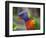 Rainbow Lorikeet, Australia-David Wall-Framed Photographic Print