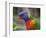 Rainbow Lorikeet, Australia-David Wall-Framed Photographic Print