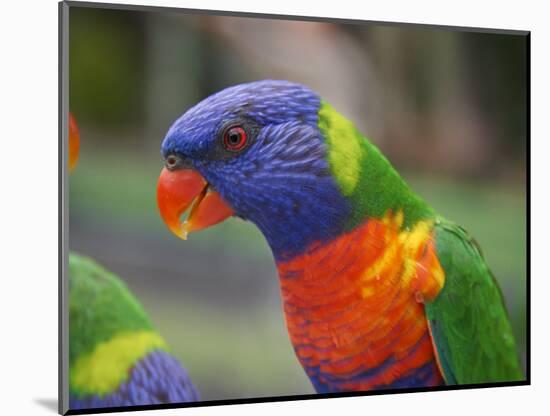 Rainbow Lorikeet, Australia-David Wall-Mounted Photographic Print