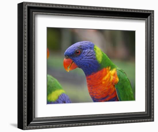 Rainbow Lorikeet, Australia-David Wall-Framed Photographic Print