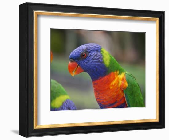 Rainbow Lorikeet, Australia-David Wall-Framed Photographic Print