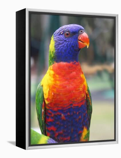 Rainbow Lorikeet, Australia-David Wall-Framed Premier Image Canvas