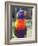 Rainbow Lorikeet, Australia-David Wall-Framed Photographic Print