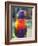 Rainbow Lorikeet, Australia-David Wall-Framed Photographic Print