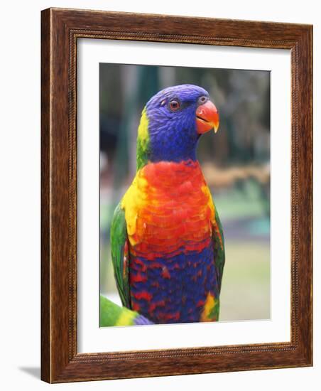 Rainbow Lorikeet, Australia-David Wall-Framed Photographic Print