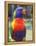 Rainbow Lorikeet, Australia-David Wall-Framed Premier Image Canvas