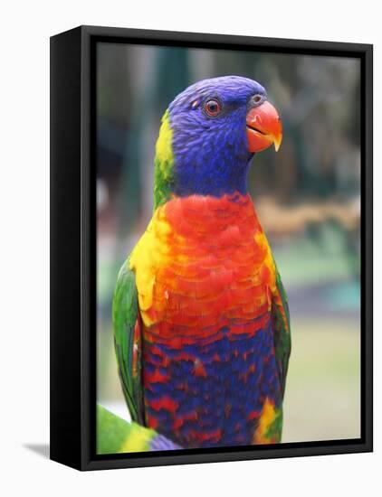 Rainbow Lorikeet, Australia-David Wall-Framed Premier Image Canvas