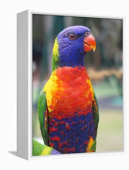 Rainbow Lorikeet, Australia-David Wall-Framed Premier Image Canvas