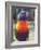 Rainbow Lorikeet, Australia-David Wall-Framed Photographic Print