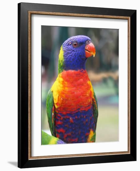 Rainbow Lorikeet, Australia-David Wall-Framed Photographic Print