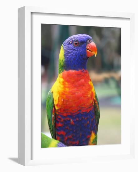 Rainbow Lorikeet, Australia-David Wall-Framed Photographic Print