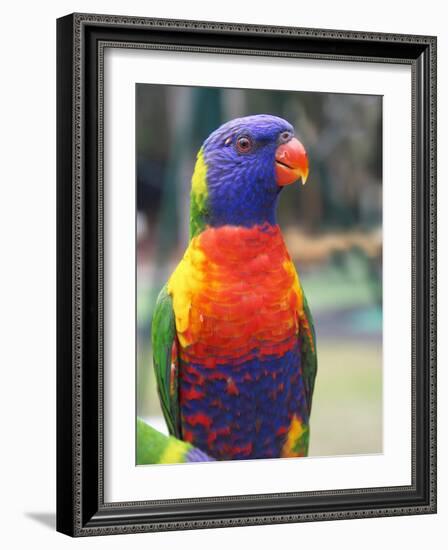 Rainbow Lorikeet, Australia-David Wall-Framed Photographic Print