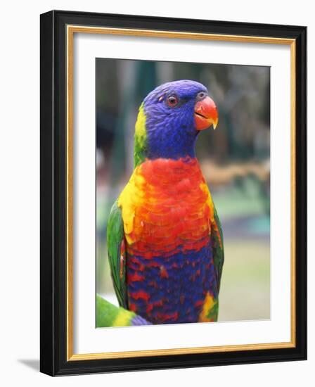 Rainbow Lorikeet, Australia-David Wall-Framed Photographic Print