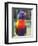 Rainbow Lorikeet, Australia-David Wall-Framed Photographic Print