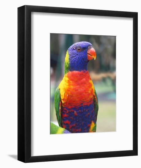 Rainbow Lorikeet, Australia-David Wall-Framed Photographic Print