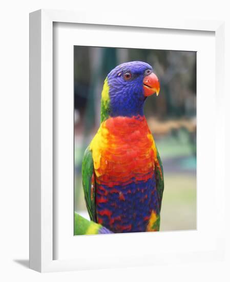 Rainbow Lorikeet, Australia-David Wall-Framed Photographic Print