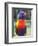 Rainbow Lorikeet, Australia-David Wall-Framed Photographic Print