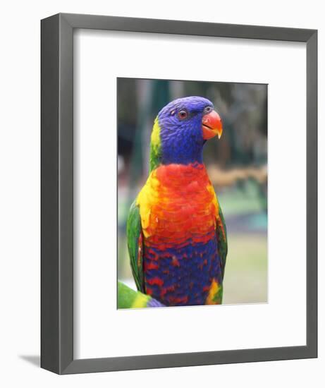 Rainbow Lorikeet, Australia-David Wall-Framed Photographic Print