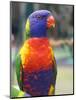Rainbow Lorikeet, Australia-David Wall-Mounted Photographic Print