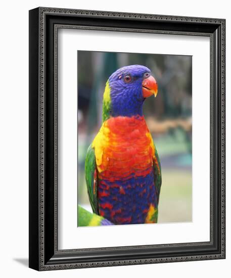 Rainbow Lorikeet, Australia-David Wall-Framed Photographic Print