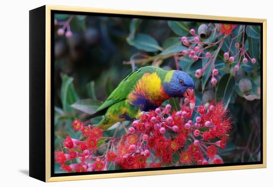 Rainbow Lorikeet Eating the Nectar from Red-Flowering Gums-Jun Zhang-Framed Premier Image Canvas