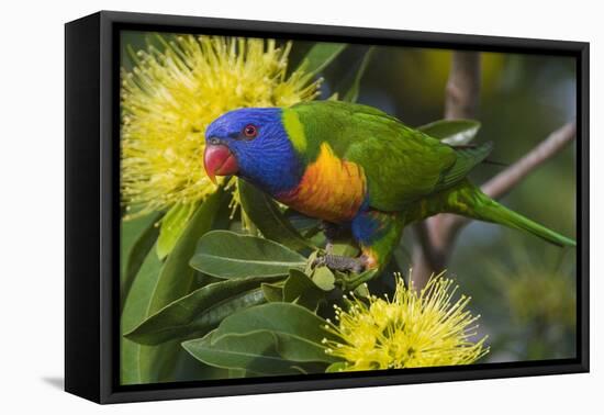 Rainbow Lorikeet Feeding-null-Framed Premier Image Canvas