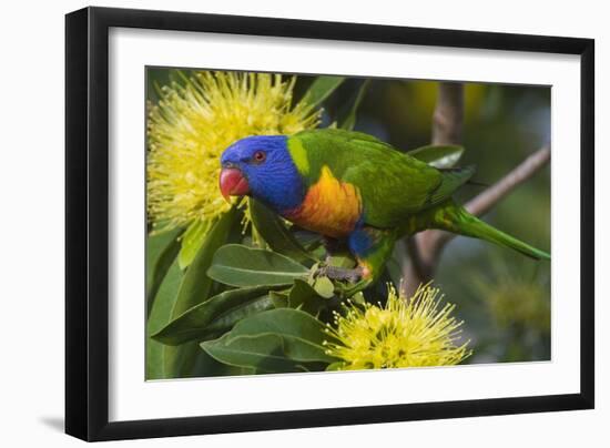 Rainbow Lorikeet Feeding-null-Framed Photographic Print