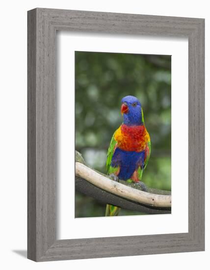 Rainbow Lorikeet Native to Australia-Cindy Miller Hopkins-Framed Photographic Print