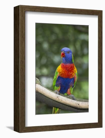 Rainbow Lorikeet Native to Australia-Cindy Miller Hopkins-Framed Photographic Print