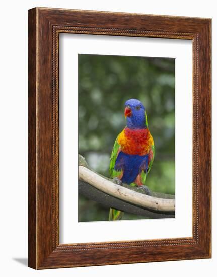 Rainbow Lorikeet Native to Australia-Cindy Miller Hopkins-Framed Photographic Print