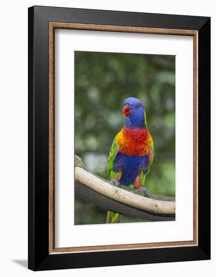 Rainbow Lorikeet Native to Australia-Cindy Miller Hopkins-Framed Photographic Print