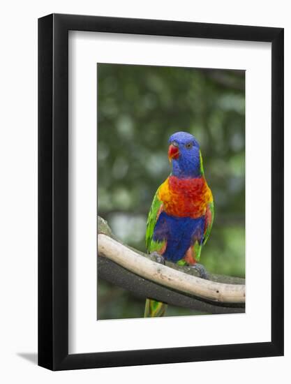 Rainbow Lorikeet Native to Australia-Cindy Miller Hopkins-Framed Photographic Print