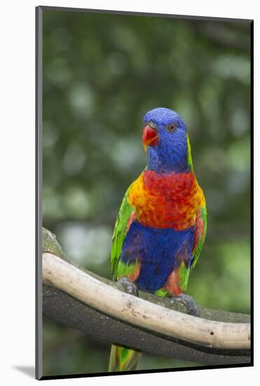 Rainbow Lorikeet Native to Australia-Cindy Miller Hopkins-Mounted Photographic Print