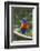 Rainbow Lorikeet Native to Australia-Cindy Miller Hopkins-Framed Photographic Print