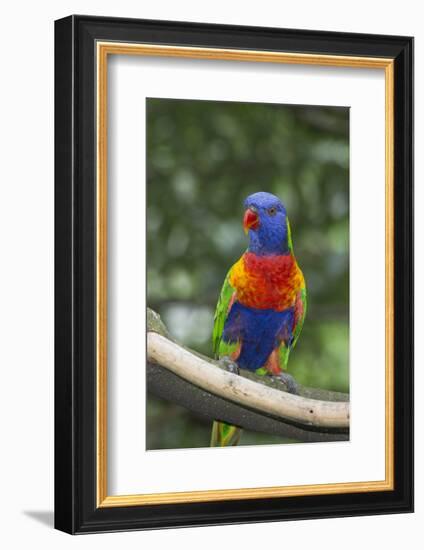 Rainbow Lorikeet Native to Australia-Cindy Miller Hopkins-Framed Photographic Print