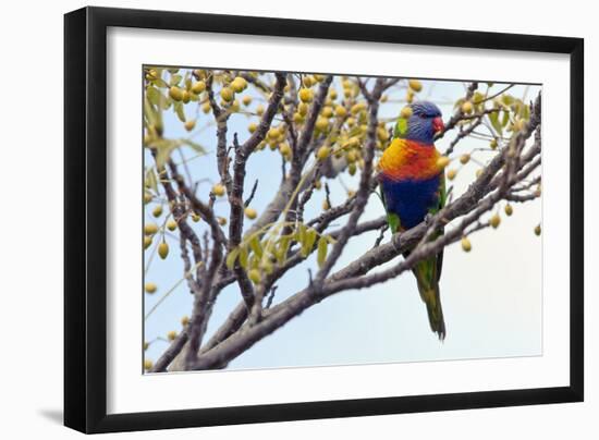 Rainbow Lorikeet-SD Smart-Framed Photographic Print