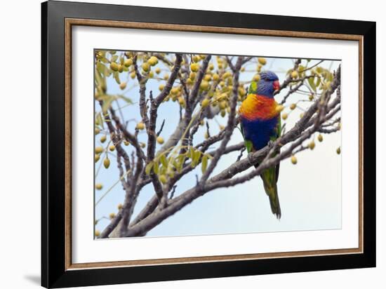 Rainbow Lorikeet-SD Smart-Framed Photographic Print