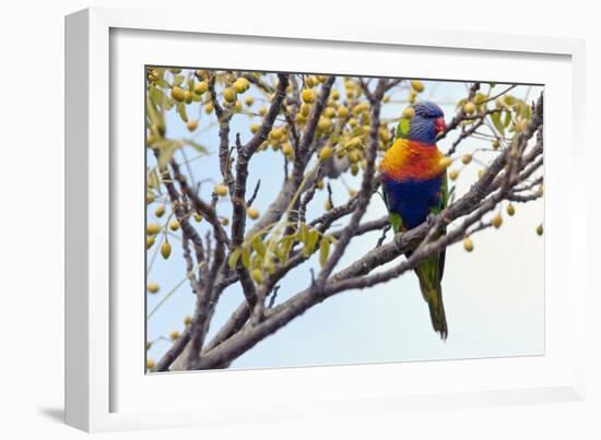 Rainbow Lorikeet-SD Smart-Framed Photographic Print