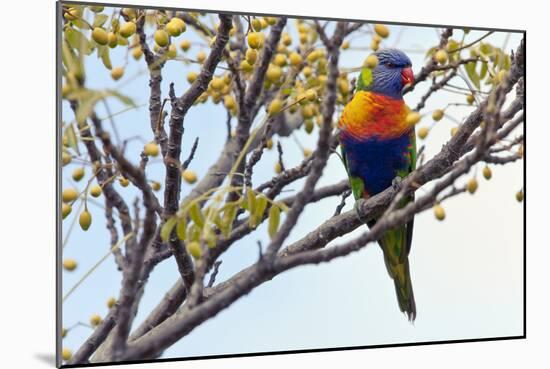 Rainbow Lorikeet-SD Smart-Mounted Photographic Print