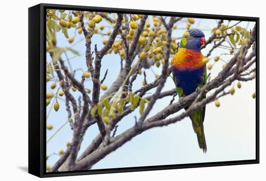 Rainbow Lorikeet-SD Smart-Framed Stretched Canvas