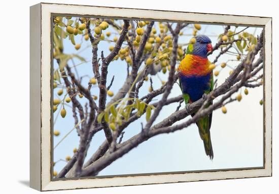 Rainbow Lorikeet-SD Smart-Framed Premier Image Canvas