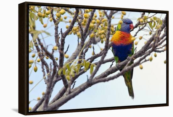 Rainbow Lorikeet-SD Smart-Framed Premier Image Canvas