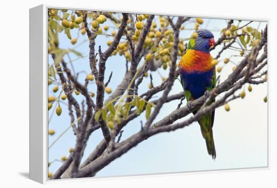 Rainbow Lorikeet-SD Smart-Framed Premier Image Canvas