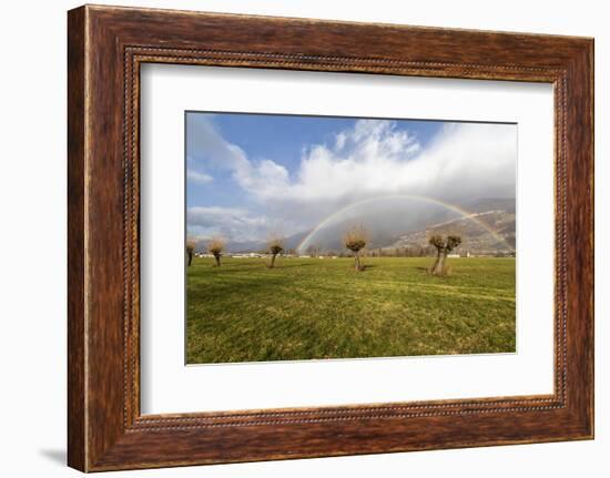 Rainbow on bare trees, Cosio Valtellino, Sondrio province, Valtellina, Lombardy, Italy, Europe-Roberto Moiola-Framed Photographic Print